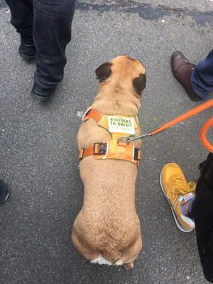 Doggie Demonstrator sporting LibDem colours and a Bollox to Brexit sticker at the March