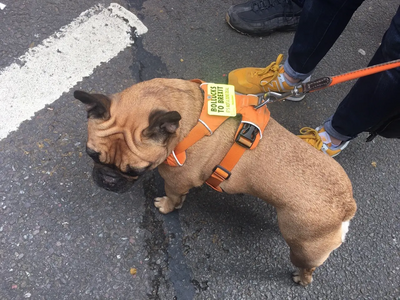 Doggie Demonstration in the LibDem colours